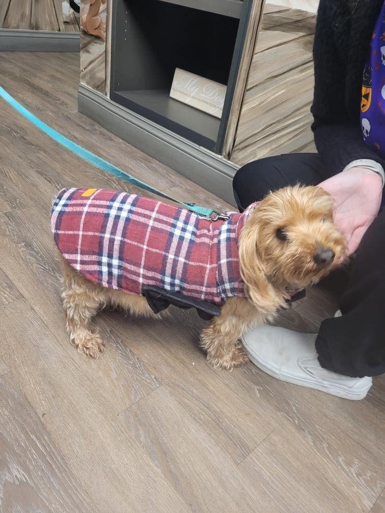 A dog wearing a plaid coat