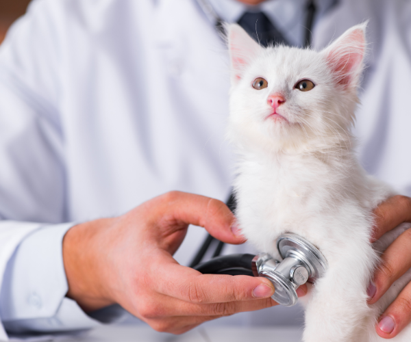 A white kitten with a stethoscope on its chest
