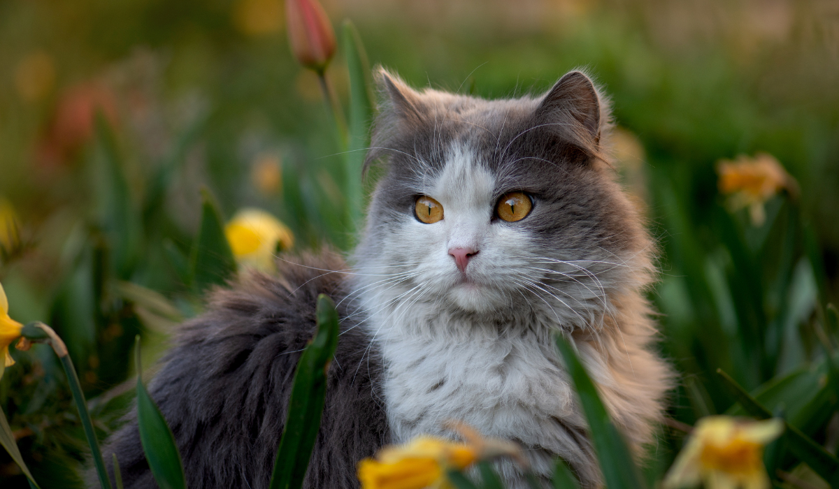Signs Of Sickness In Cats