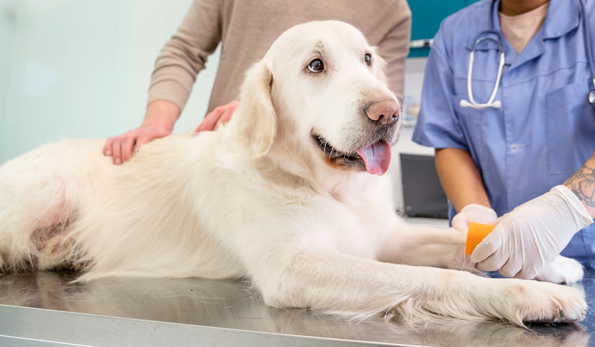a dog lies on a veterinary exam table